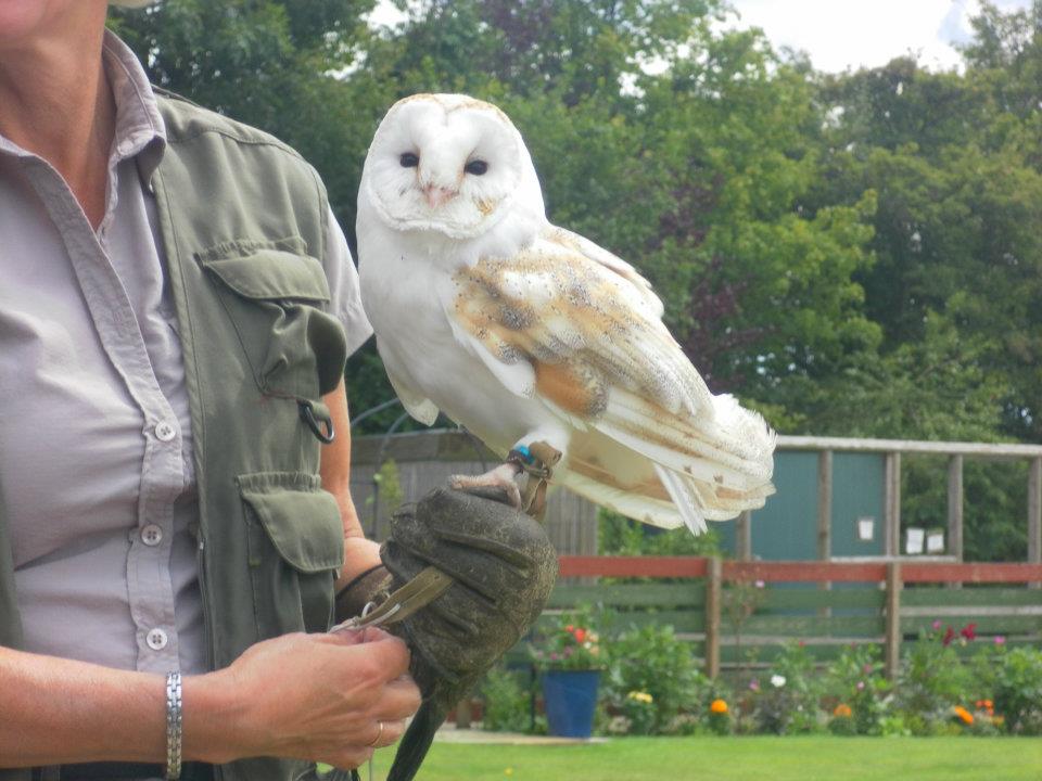 Huxleys bird of prey centre