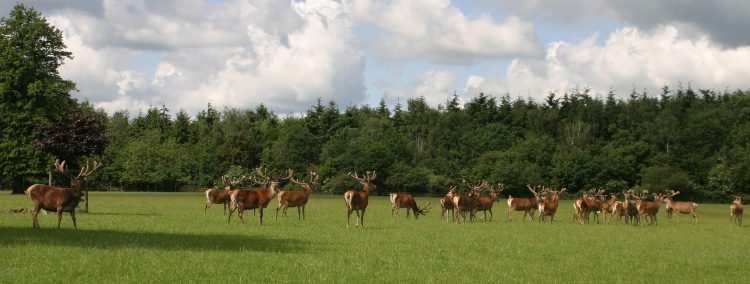 deer in Warnham, Horsham