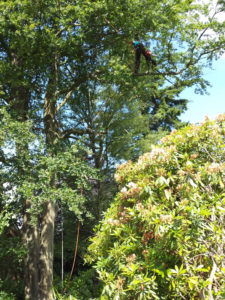 tree surgery gb fencing