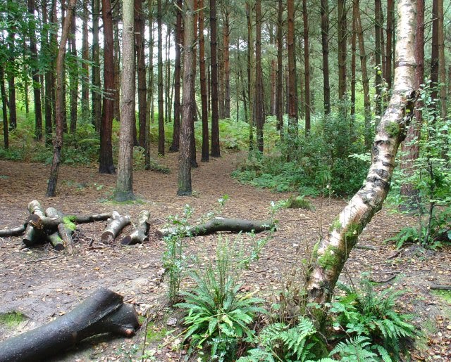 owlbeech woods, Horsham