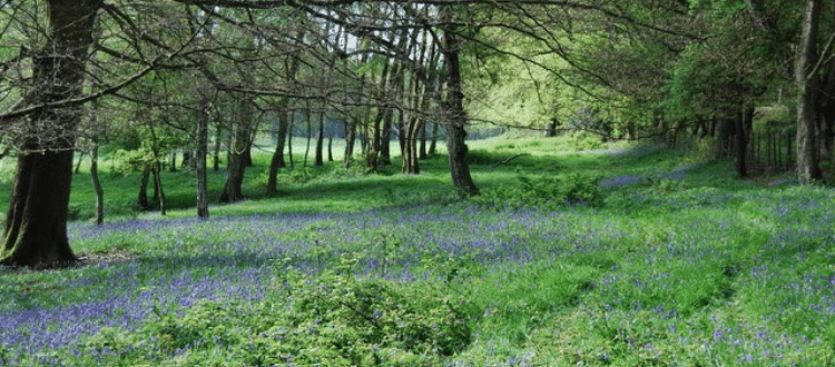 Horsham Countryside